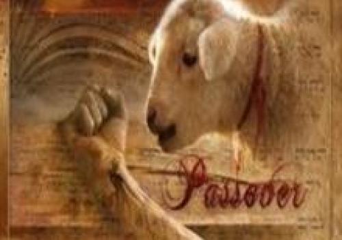 Lamb
